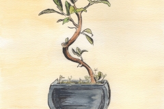 Baby-Bonsai-e1510926685194